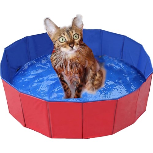 Hund schwimmbad pool katzen - hund,