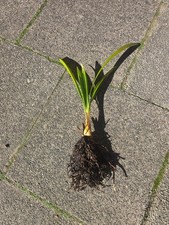 Trachycarpus fortunei