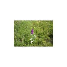 Dactylorhiza majalis,Breitblättriges Knabenkraut