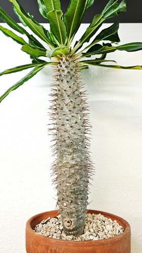 Pachypodium lamerei ssp