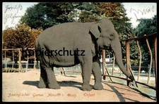 ALTE POSTKARTE MÜNSTER ZOOLOGISCHER GARTEN ELEFANT 1908 Elephant Zoo jardin zool
