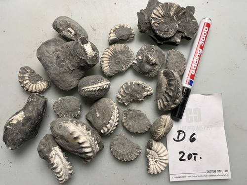 Ammoniten pleuroceras spinatum - ammoniten,