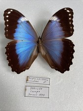 Entomologie morpho achilleana - entomologie*morpho,