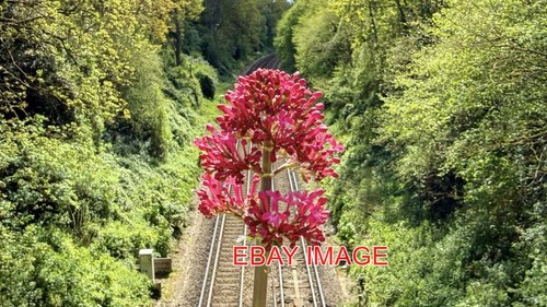 Foto eisenbahn blumenmedway - eisenbahn,