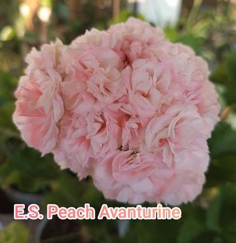 Pelargonie geranie peach - pelargonie,
