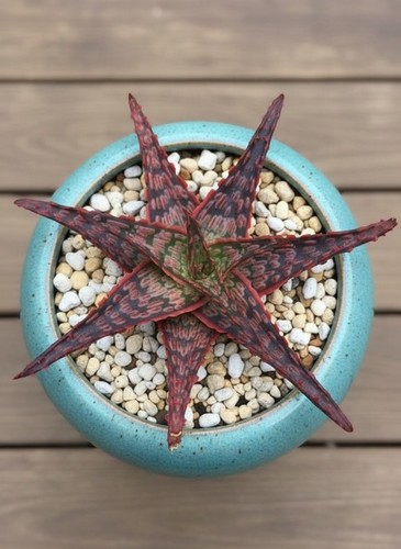 1177yl hechtia stenopetala - as,
