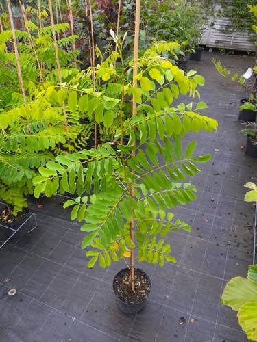 Robinia pseudoacacia frisia - robinia, "frisia"