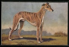 Ansichtskarte Greyhound im