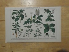 Orig.(1888) Chromolithographie