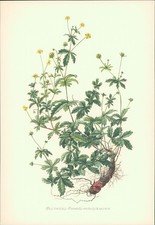 1956 - Druck: Blutwurz -