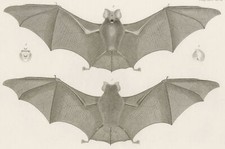 FLEDERMAUS - Phyllorhina