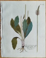 Wegerich Plantago + Vietz