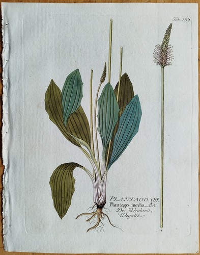 Wegerich plantago vietz - plantago, +