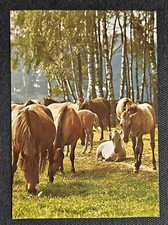 Pferdepostkarte, AK Pferde