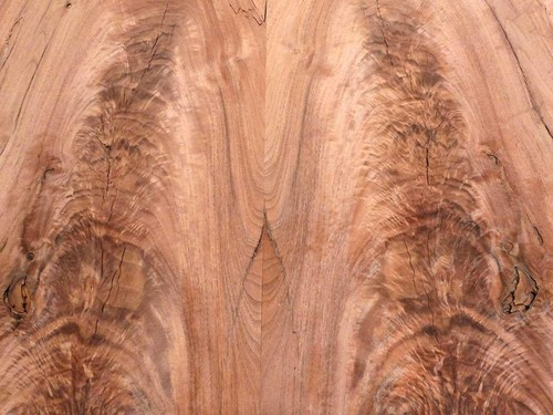 Nußbaum wurzel furnier - nußbaum,