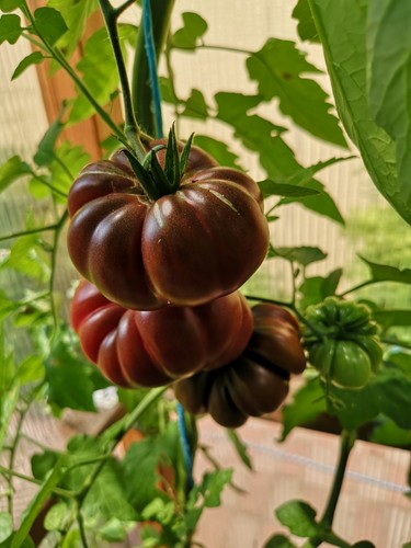 Tomatensamen alte - samen);,