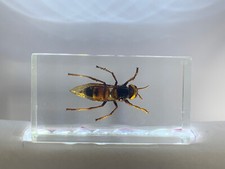 Riesenhornisse in Acrylblock / durchsichtiges Acryl / echte Käfer, Insekten 