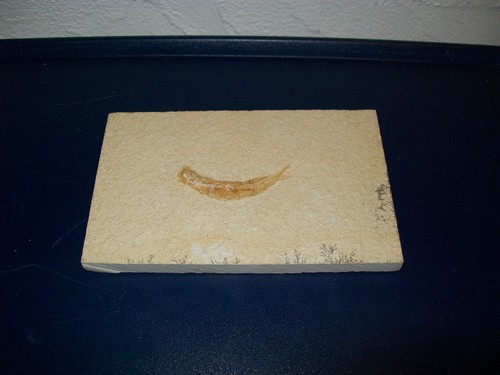 Original fisch fossil - original,