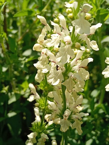 Aufrechter ziest stachys - ziest,,