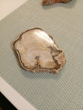 ein Stück versteinertes Holz