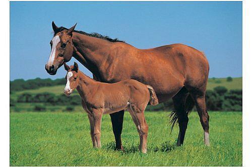 Pferde horses poster stute - stute, und