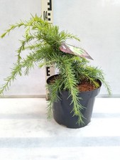 Cedrus deodara Lime Glow