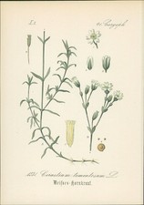 Chromolithographie : Weisses