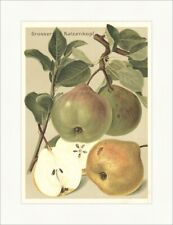 Grosser Katzenkopf Cattilac Pfundbirne Pomologie Birnensorten Obstsorten 16