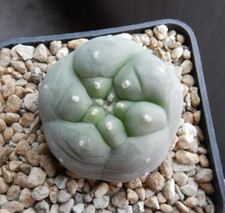 Cactus/Ariocarpus  texensis