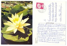 127076 - Seerose - Ansichtskarte, gelaufen Freystadt 12.5.1980