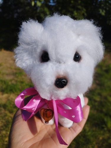 Verfügbar hund bichon - verfÜgbar,