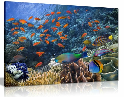 Tropische fische - tropische,