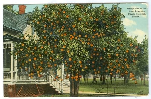 Usa florida orangen - florida,,