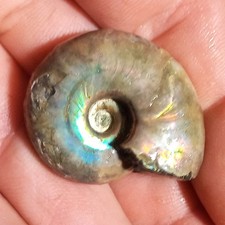 Orig. Perlmuttschale