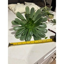 LARGE AEONIUM ARBOREUM