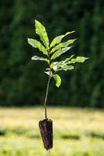 10 Stück XXL Topfpflanzen