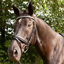 DT-Saddlery-Butterfly