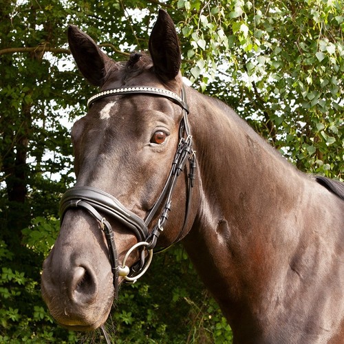 DT-Saddlery-Butterfly