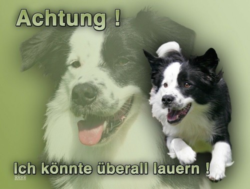 Border collie hundewarnschild - collie,