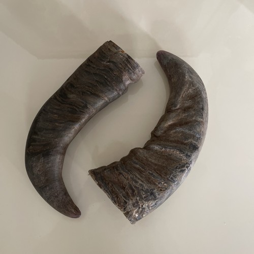 Horn büffehorn - horn,,