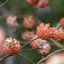 Japanischer Papierbusch Red