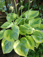 Hosta funkie hawkeye 20 - hosta, "