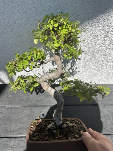 Bonsai chinesische ulme - bonsai,