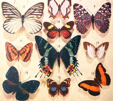 Alte Chromolithographie