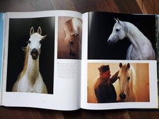 Arabische Pferd * Hengste