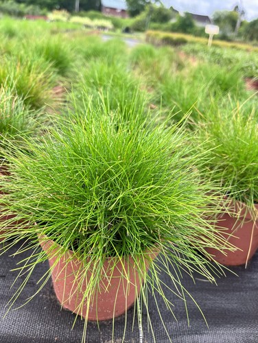 Bärenfell schwingel festuca - bärenfell,
