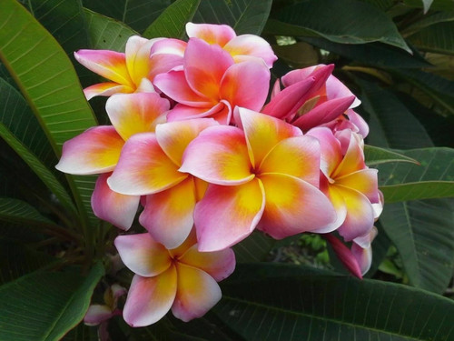 Samen plumeria frangipani - 10,