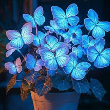 50Pcs / Pack Blue Hosta