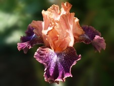 Schwertlilie / Iris " Flying