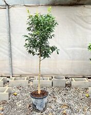 Kumquat  - Fortunella -